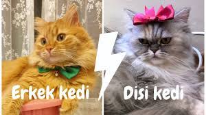 disi kedi mi erkek kedi mi kedi sahiplenmeden once mutlaka izleyin youtube