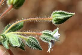 Image result for Trichodesma zeylanicum