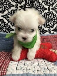 We did not find results for: Puppies For Sale