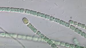 Image result for Cylindropsis