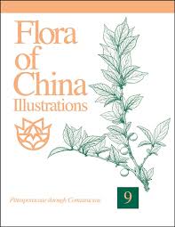 Image result for Pittosporaceae