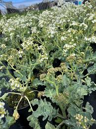 Image result for Crambe hispanica