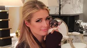 Paris Hilton Gets Adorable Teacup Chihuahua And Needs Help Naming The Lil Cutie Entertainment Tonight