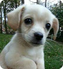 Check spelling or type a new query. Baltimore Md Chihuahua Meet Bailey A Pet For Adoption