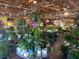 However, rootstocks are not usually a choice at retail nurseries and garden centers since they are grafted to industry standard rootstocks. Buying Plants In Orlando Lemonhearted
