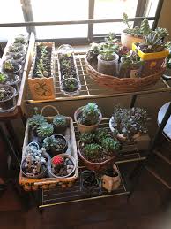 We are dedicated to helping the animals who need us, as well as educating the people in the. Pin By Kallai Dora On Succulents Succulents Plants Amazing Gardens