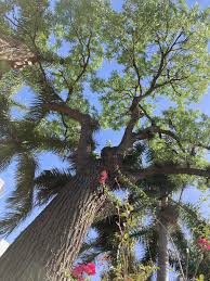 Image result for Cedrela