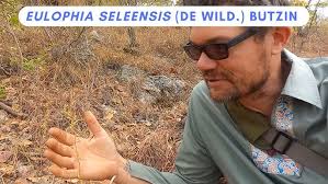 Image result for Eulophia seleensis