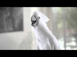 Rowenta Ferro Engomar Caldeira Silence Steam Extreme Eco Intelligence Ferros De Engomar Comprar Na Fnac Pt Com Imagens Ferro Caldeira