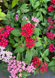 Image result for Pentas
