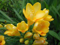 Gardening Basics Freesia Flowers Beautiful Flowers Flowers