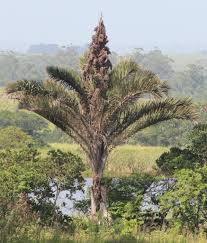 Image result for Raphia rostrata