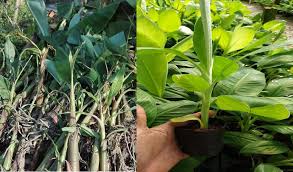 Contact details of lenfa biotech corporation sdn. Kelantan Biotech Corporation Mengembalikan Kegemilangan Tamadun Islam Melalui Bioteknologi