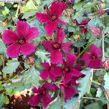 Image result for Hibiscus cannabinus