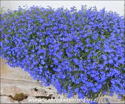 Image result for foto Lobelka