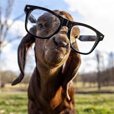 10 Reasons A Goat Is The Best Gift Goats Funny Cute Goats Baby Goats