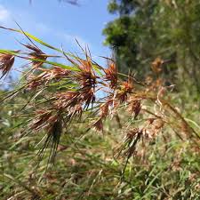 Image result for Themeda triandra