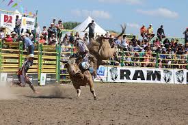 These distances can be between about three and camel racing downunder are excited to present camel races at the gosford showgrounds! File Strathmore Rodeo Bull Riding 28565038902 Jpg Wikimedia Commons
