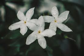 Jenis tanamah hias anggrek bulan (phalaenopsis amabilis). Cara Merawat Tanaman Bunga Melati Putih Halaman All Kompas Com