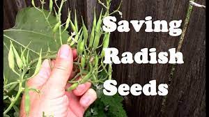 On a small scale, plants can be threshed by placing the harvested material on a trap or in a large container and treading upon it until the siliques break apart. Saving Radish Seeds For Planting From Flowering To Collecting Youtube