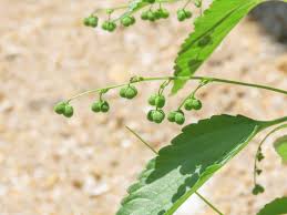 Image result for Micrococca