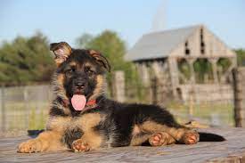 How did you get a black german shepherd? How To Stop A German Shepherd Puppy From Biting With Video Of 6 Bite Inhibition Games Pethelpful