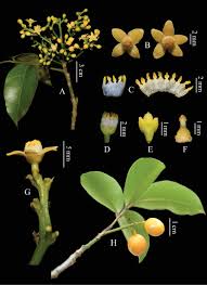 Image result for Huaceae