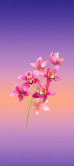 Wallpapers Samsung Galaxy A70 Pack 4 Samsung Wallpaper Beautiful Flowers Wallpapers Wallpaper