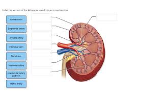 Check spelling or type a new query. Label The Vessels Of The Kidney As Seen From A Chegg Com