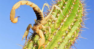 Managing Scorpions Indoors and Out