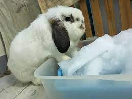 How To Cool Down A Rabbit In Hot Weather Rabbit Care Tips