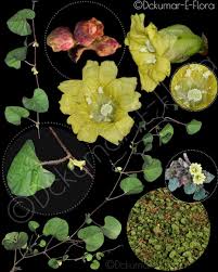 Image result for Merremia emarginata