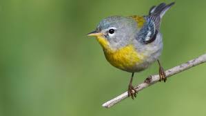 Maybe you would like to learn more about one of these? Charles Seabrook S Wild Georgia