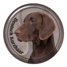 Image result for německý ohař krátkosrstý