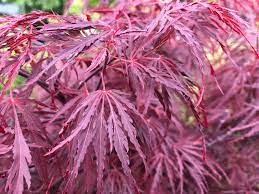 We did not find results for: Lace Leaf Japanese Maples Sunnyside Nursery