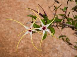 Image result for Strophanthus