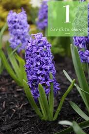 We did not find results for: 180 Spring Blooming Bulbs Ideas First Flowers Of Spring Longfield Gardens Flowers