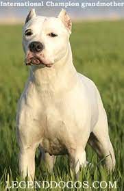 Dogo Argentino Puppies For Sale Argentine Dogo Puppies For Sale Breeders Puppies For Sale Puppies Dogo Argentino
