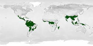 Explain the location of tropical rainforests. Rainforest Mission Biomes