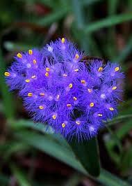 Image result for Cyanotis vaga