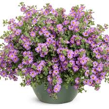 Image result for Jamesbrittenia micrantha