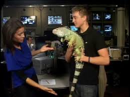 The green iguana is native to the tropical rain forests of latin america. Reptiles That Don T Make Good Pets Youtube