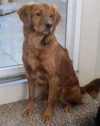 Browse thru golden retriever puppies for sale near new bern, north carolina, usa area listings on puppyfinder.com to find your perfect puppy. We Are Excited Puppies Dynamic Field Golden Retrievers Facebook