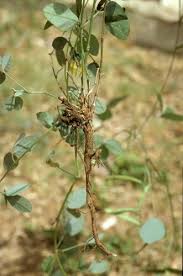 Image result for Teramnus repens