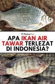 23 Jenis Jenis Ikan Air Tawar Populer Di Indonesia Ikan Air Tawar Air Tawar Ikan Mas