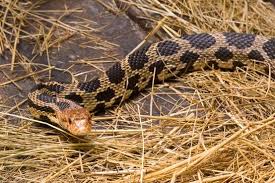 Black And Yellow Snake North Texas Eastern Fox Snake Animals Animals Snake Largest Snake Colorful Snakes