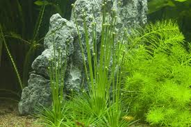 Image result for Eriocaulon schimperi