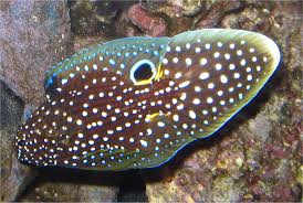 The marina betta ez care aquarium provides a no mess, no stress maintenance solution. Marine Comet Or Betta For Sale Reef Aquatics Marine Aquariums South Africa