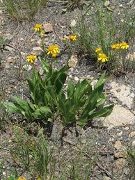 Image result for Senecio urundensis