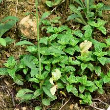 Image result for Platostoma